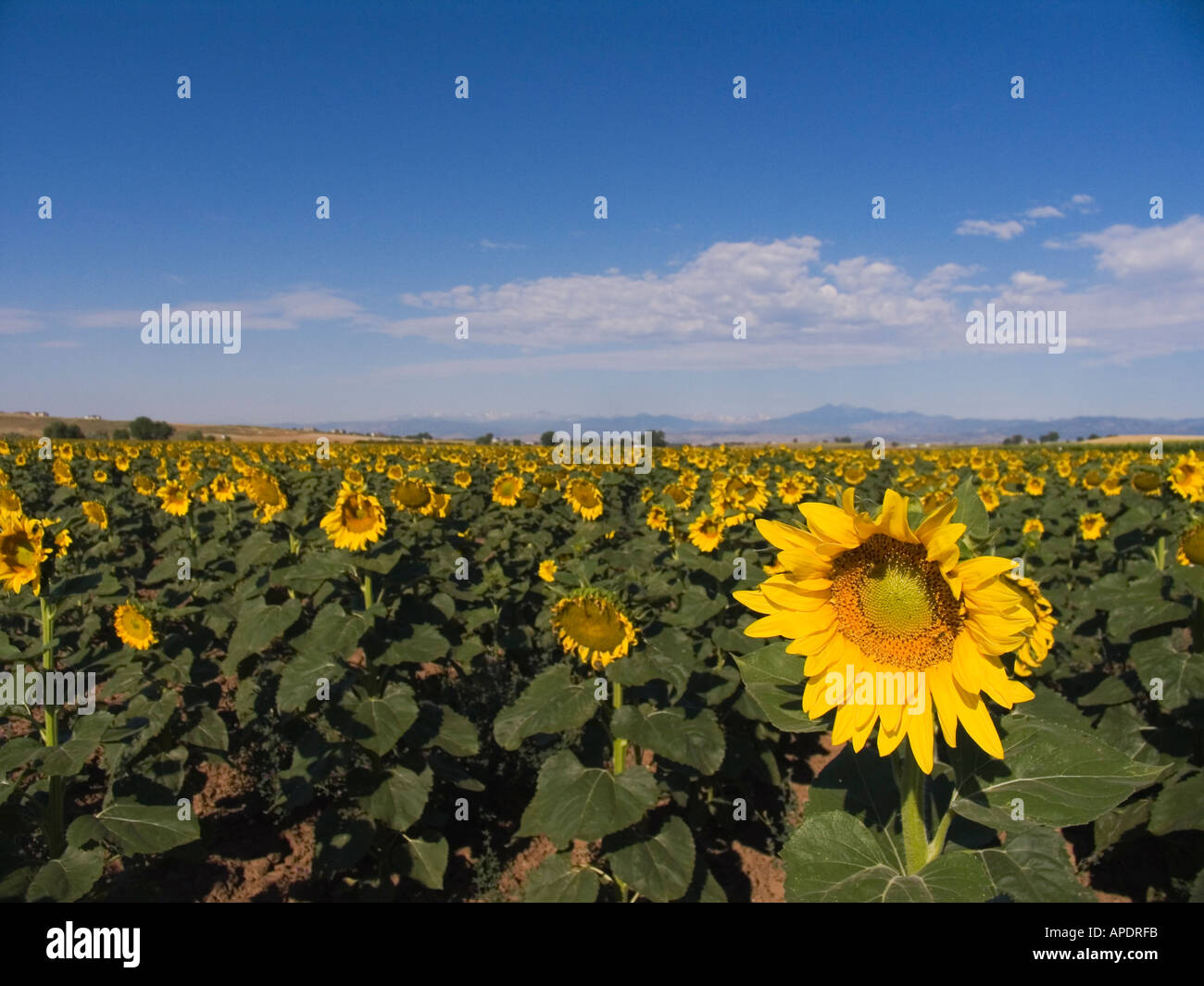 Sunflowers in field on eastern side of Rocky Mountains near Greeley Colorado Stock Photo