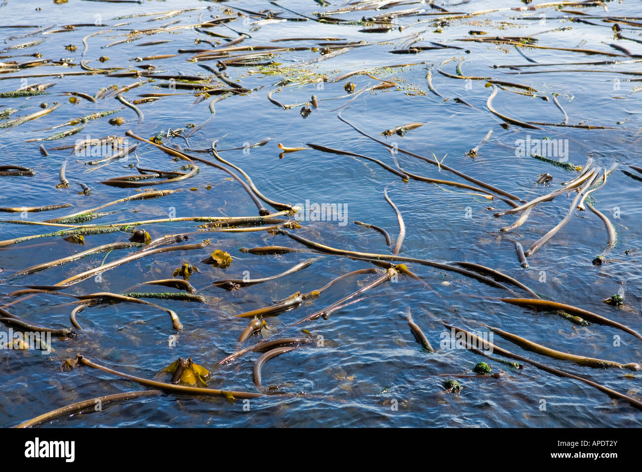 A close view of a kelp bed Stock Photo Alamy
