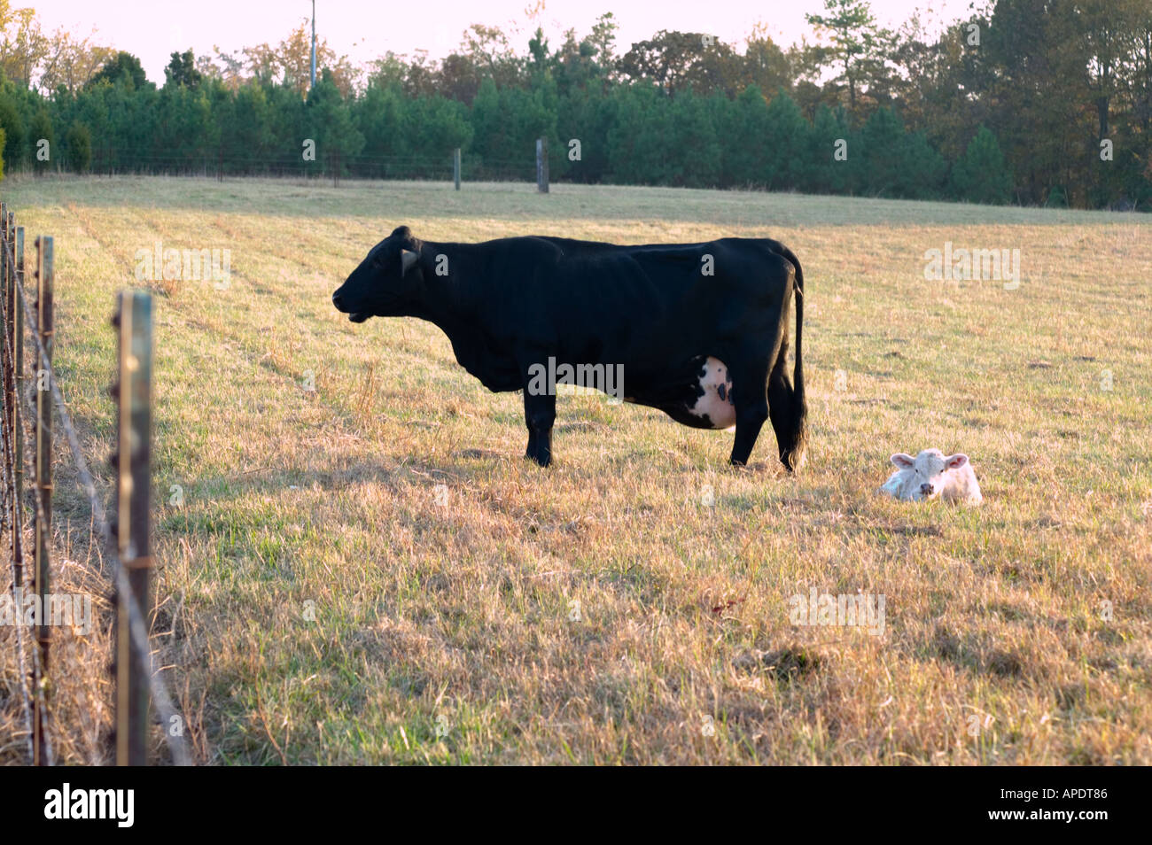 angus cow cattle pregnant 4 Stock Photo Alamy