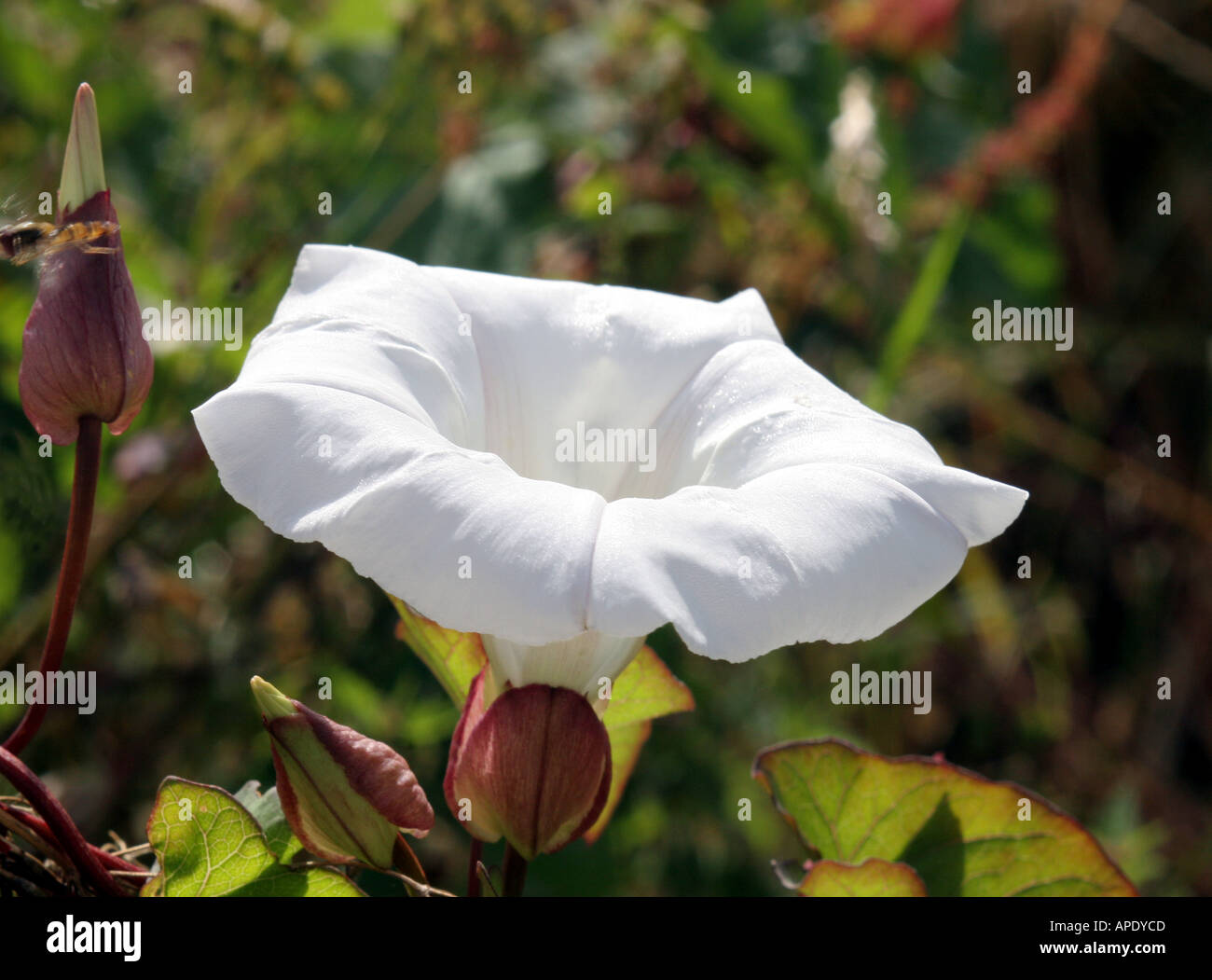 Calystegia sepium (Hedge Bindweed) Stock Photo