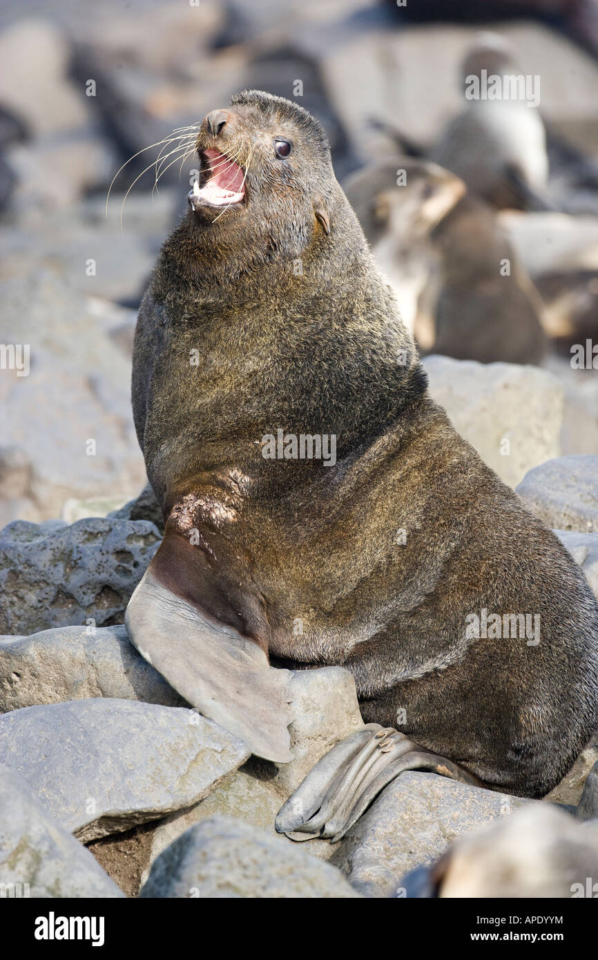 alaska pribilor islands st paul northern fur seal Callorhinus ursinus Stock Photo