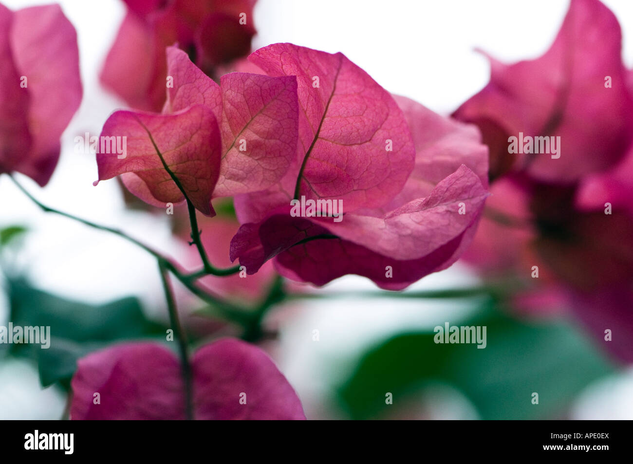Bougainvillea in pink, a thorny tropical climber. Stock Photo