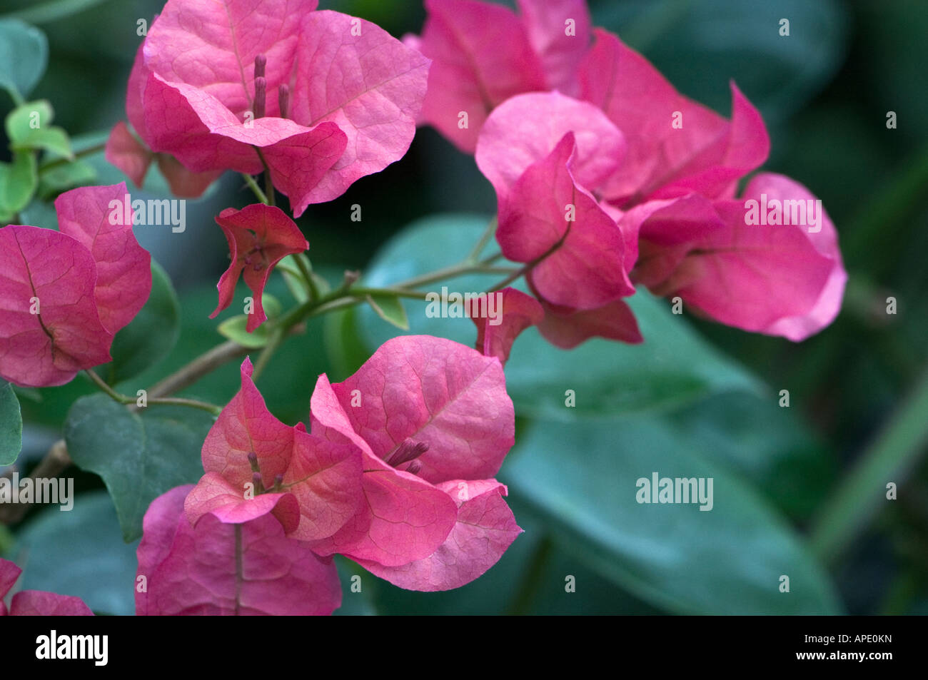 Bougainvillea in hot pink, a thorny tropical climber. Stock Photo
