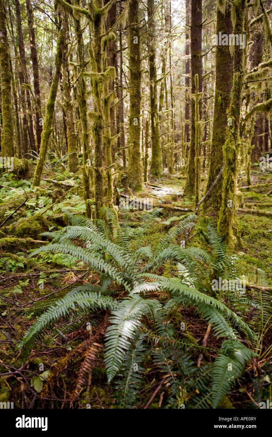 Ferns sit on the forest floor with trees covered in moss Stock Photo ...