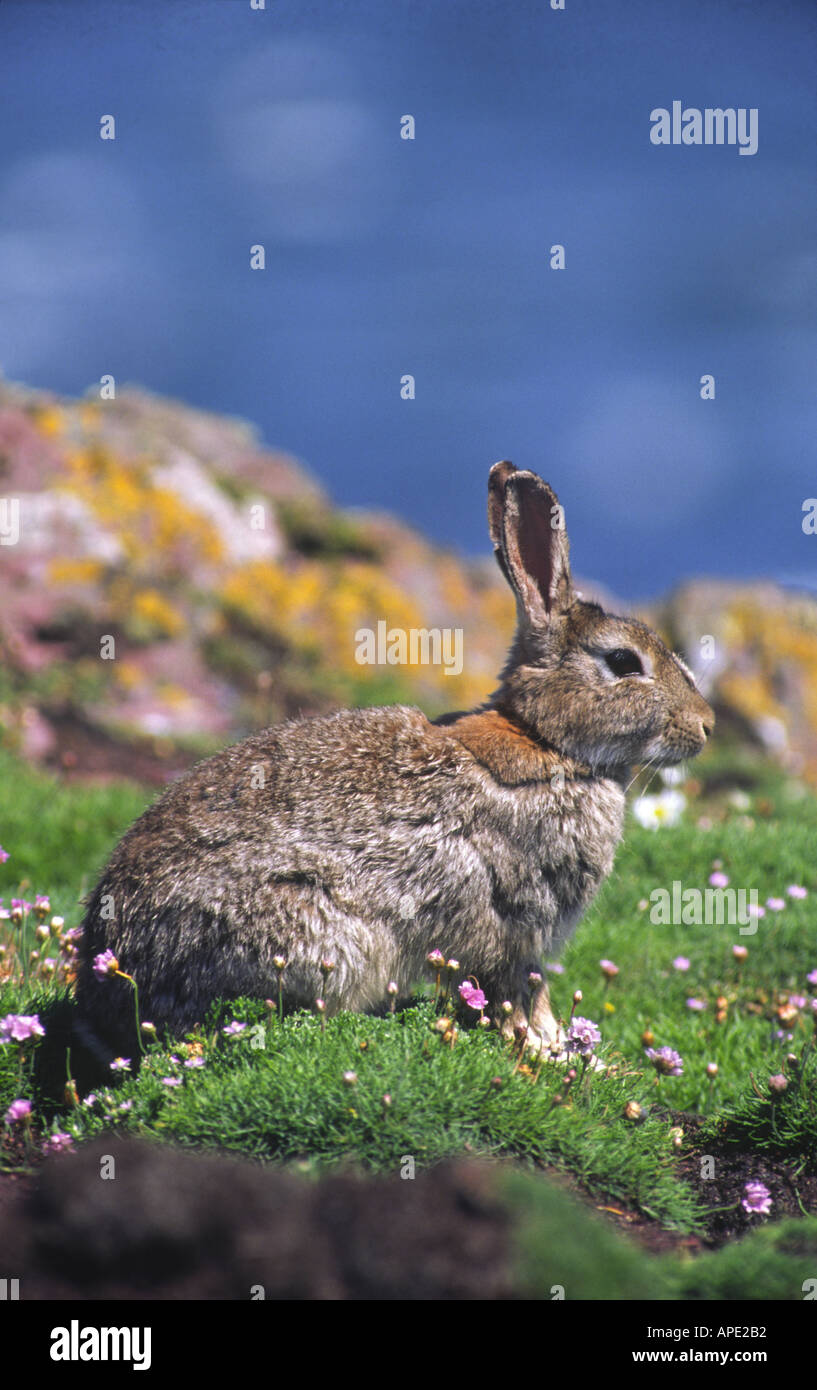 Rabbit pest hi-res stock photography and images - Alamy