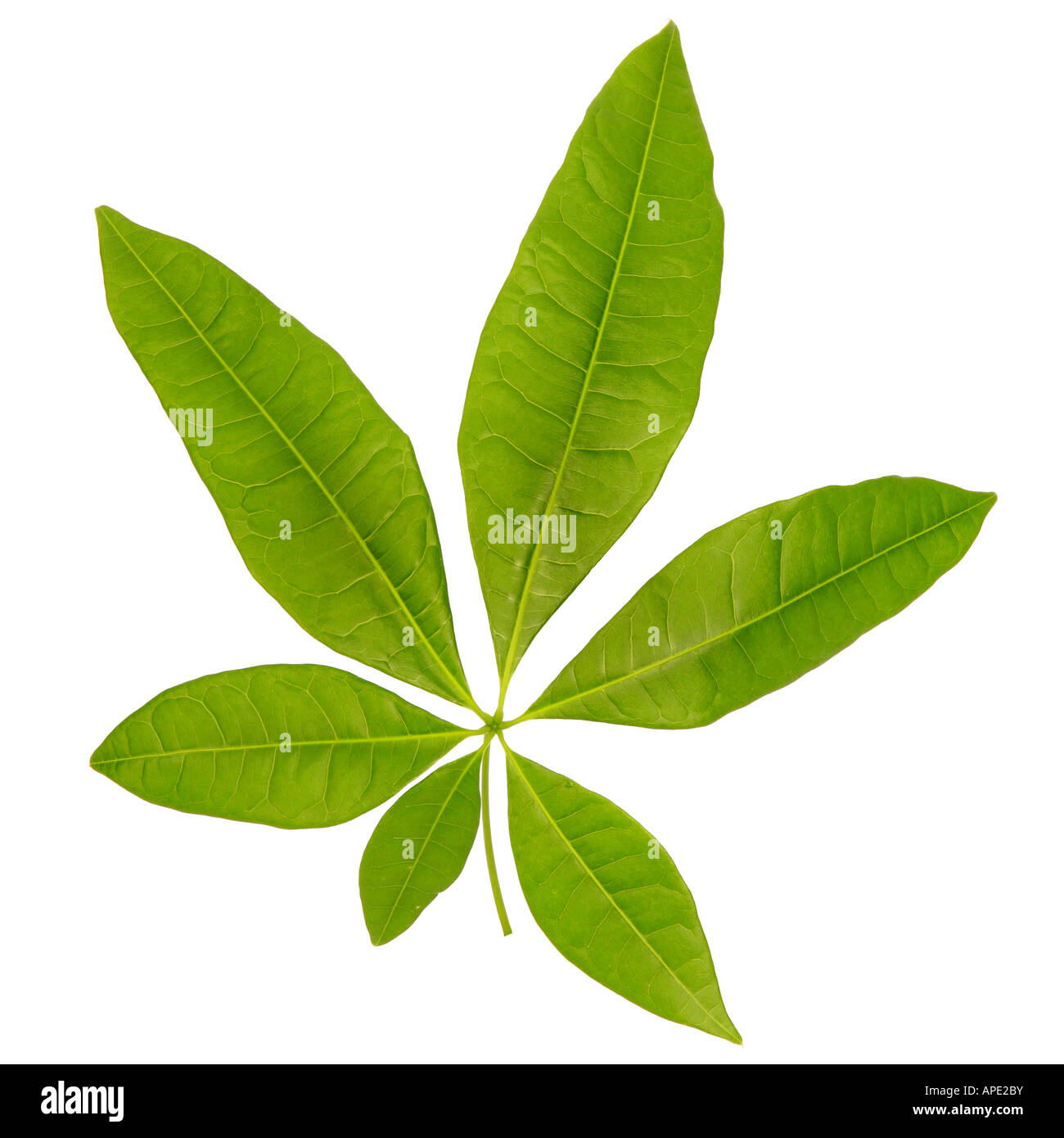 Provision Tree Pachira aquatica single leaf Stock Photo