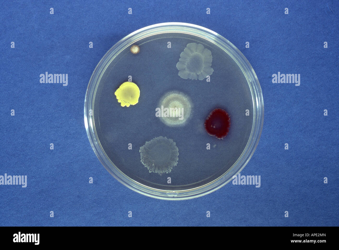 Petri dish with a variety of bacterial and fungal colonies Stock Photo