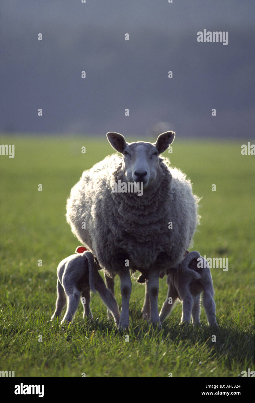 Cheviot Ewe with Twin Lambs Kincraig Inverness-shire Highland Region Scotland UK   GMM 1057 Stock Photo