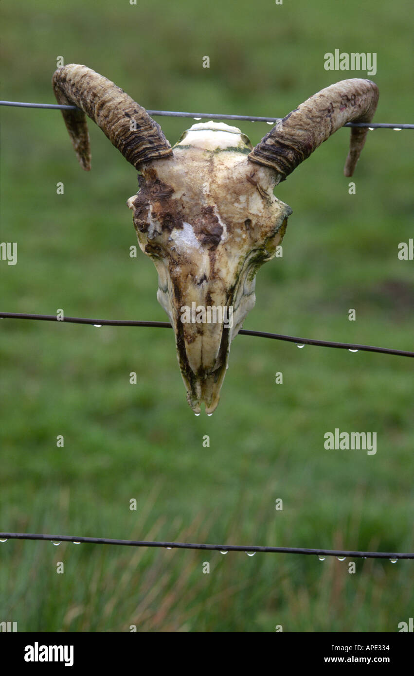 Sheep Skull of Black Faced Ewe GMM 1062 Stock Photo - Alamy