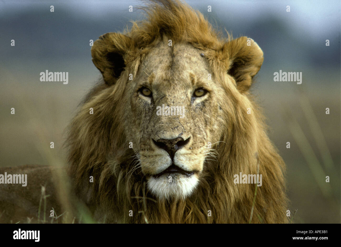 Portrait of alert male lion sitting on termite mound Stock Photo