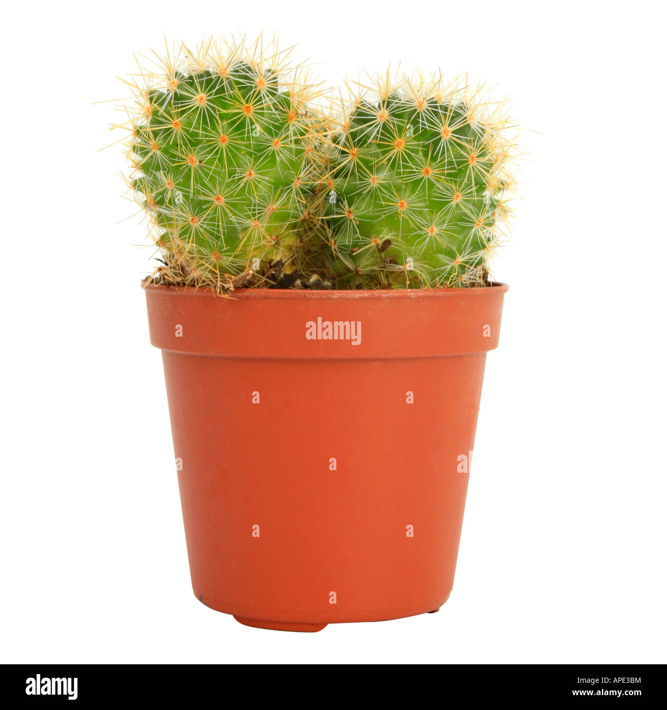 Mammillaria wildii mammillaria wildii hi-res stock photography and images -  Alamy