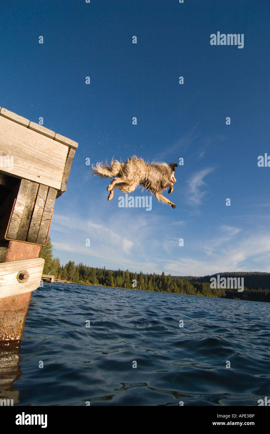 A dog jumping off a dock into Donner Lake in California Stock Photo Alamy