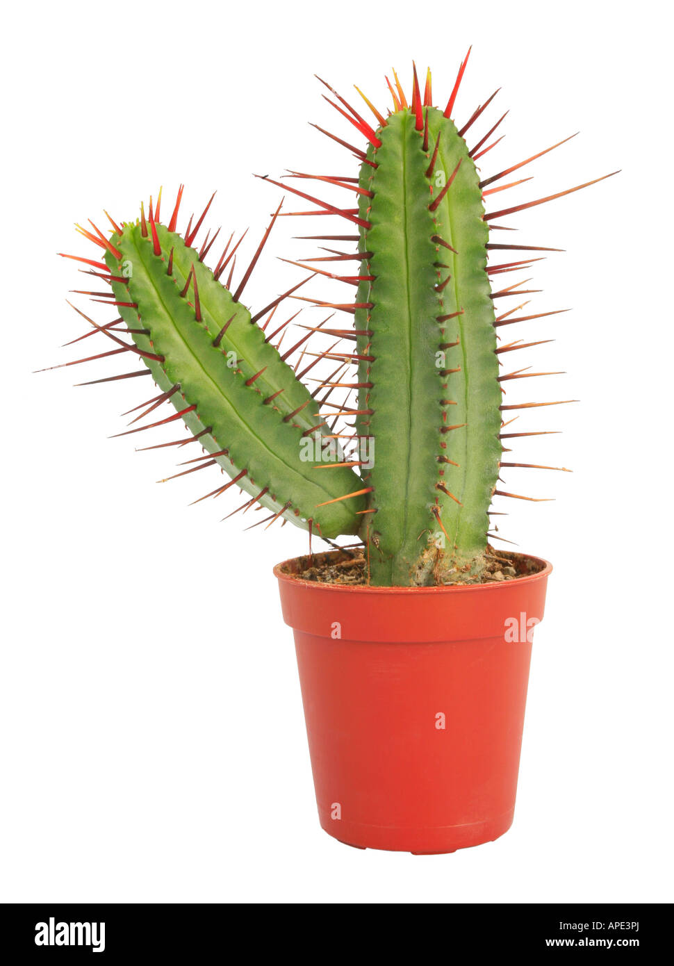 Euphorbia enopla Euphorbia heptagona Euphorbia enopla Euphorbia heptagona potted plant succulent Euphorbia Stock Photo