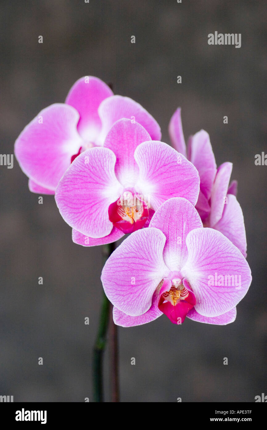 Phalaenopsis orchid flower stem Stock Photo Alamy