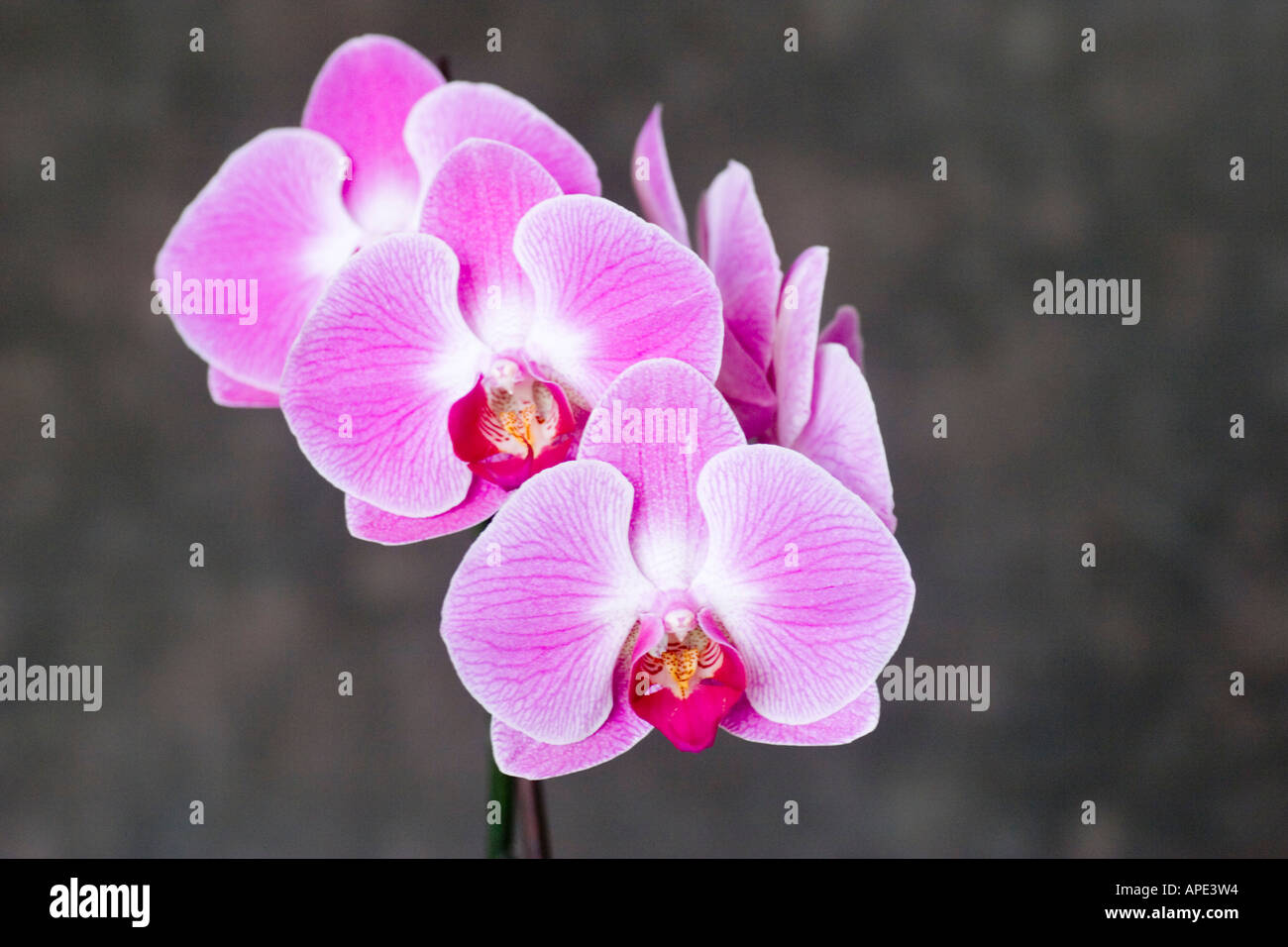 Phalaenopsis orchid flower stem landscape Stock Photo