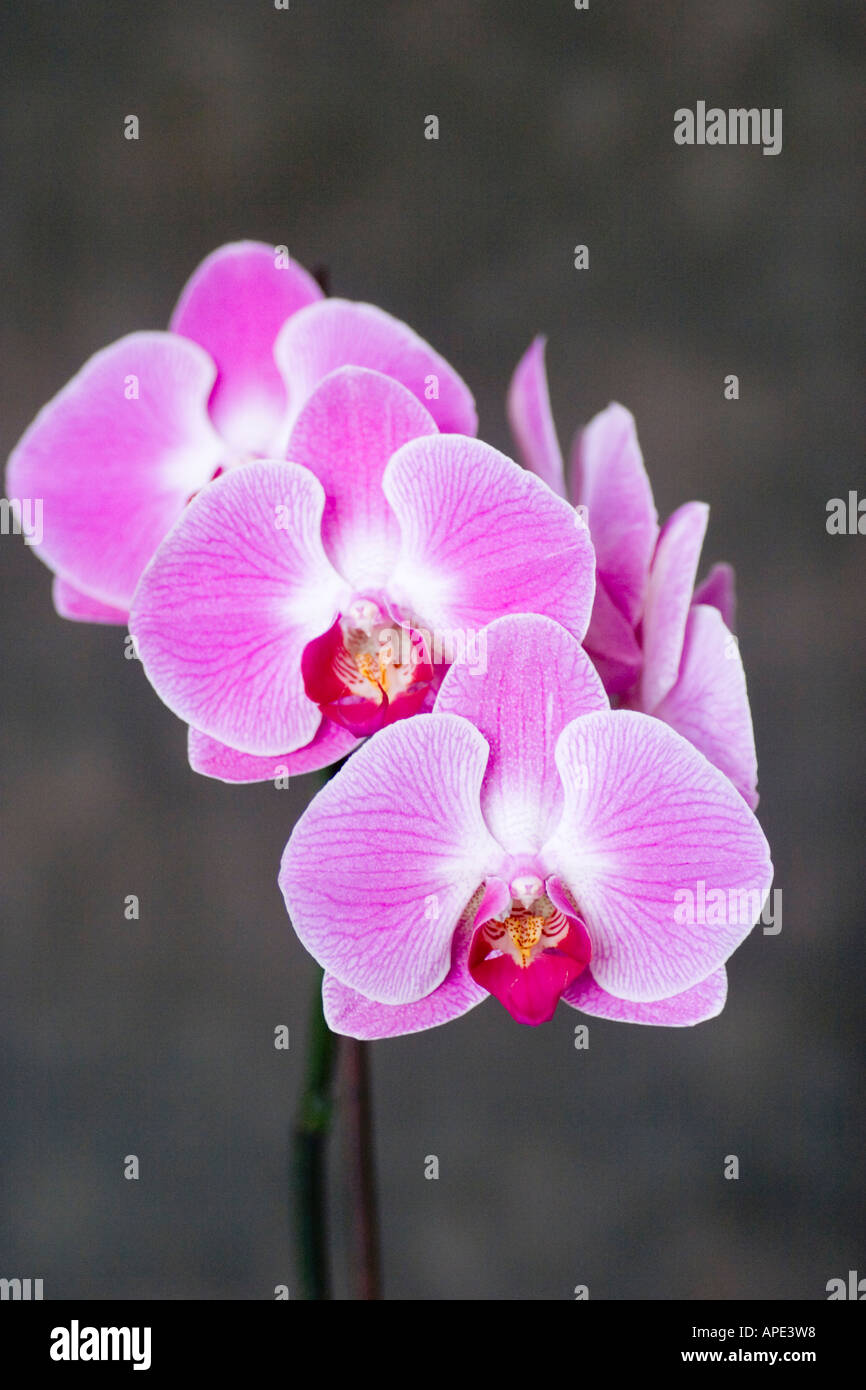Phalaenopsis orchid flower stem Stock Photo