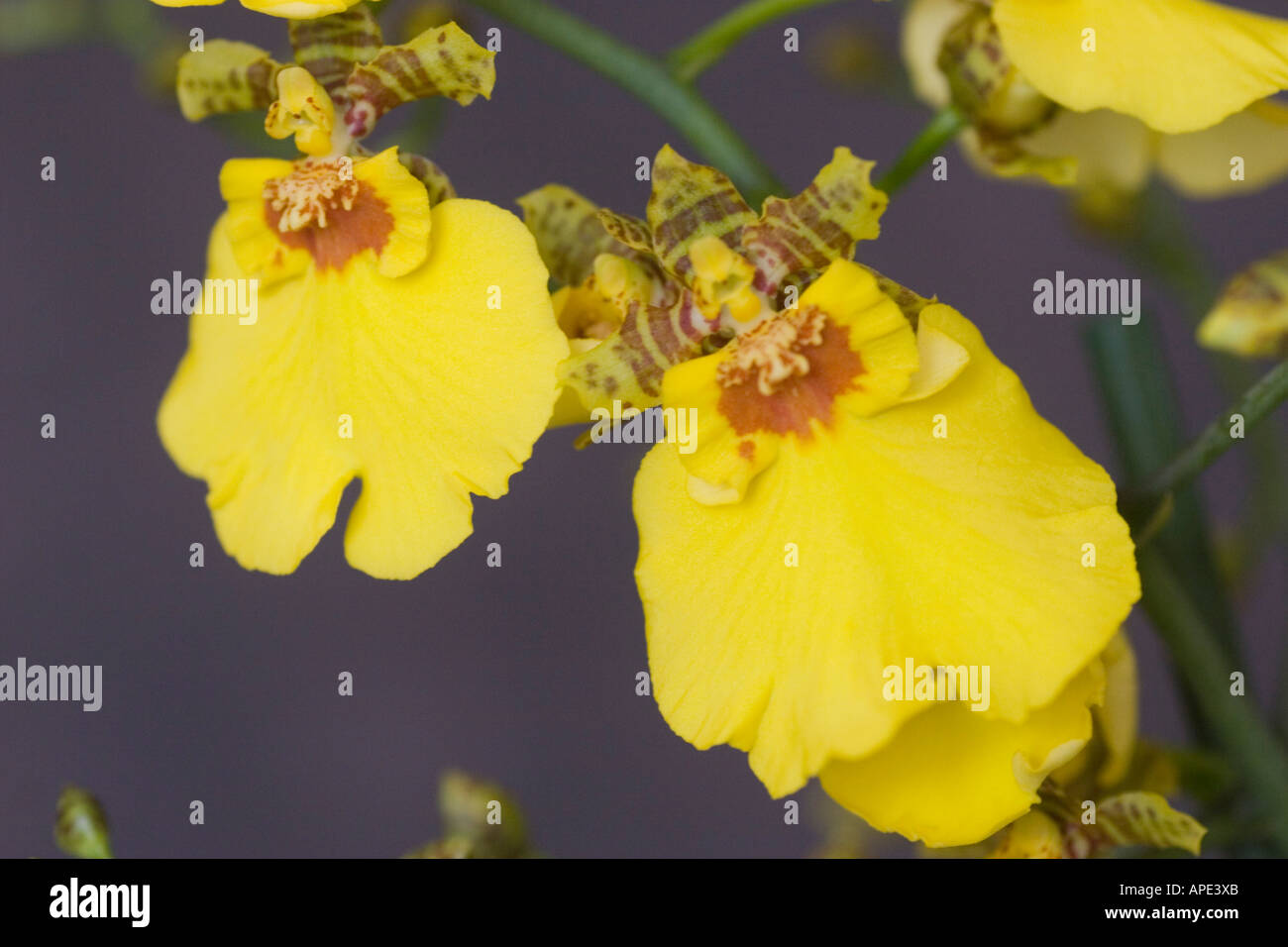 Yellow orchid flowers Stock Photo