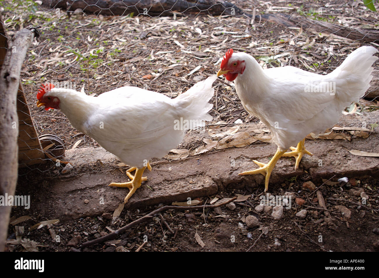 two white hen chicken pair couple poultry 2 animal farm dirty funny