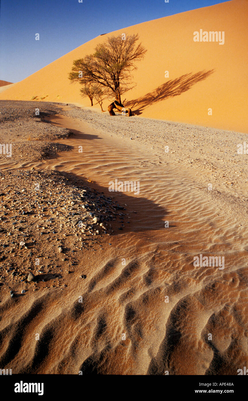 Tree at Dune 45 in Naukluft Park Namib desert Sossusvlei Namibia Stock ...