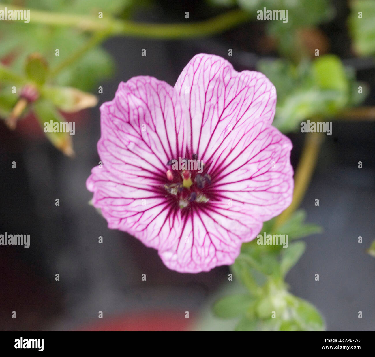 Close up of Pink striped flower Stock Photo