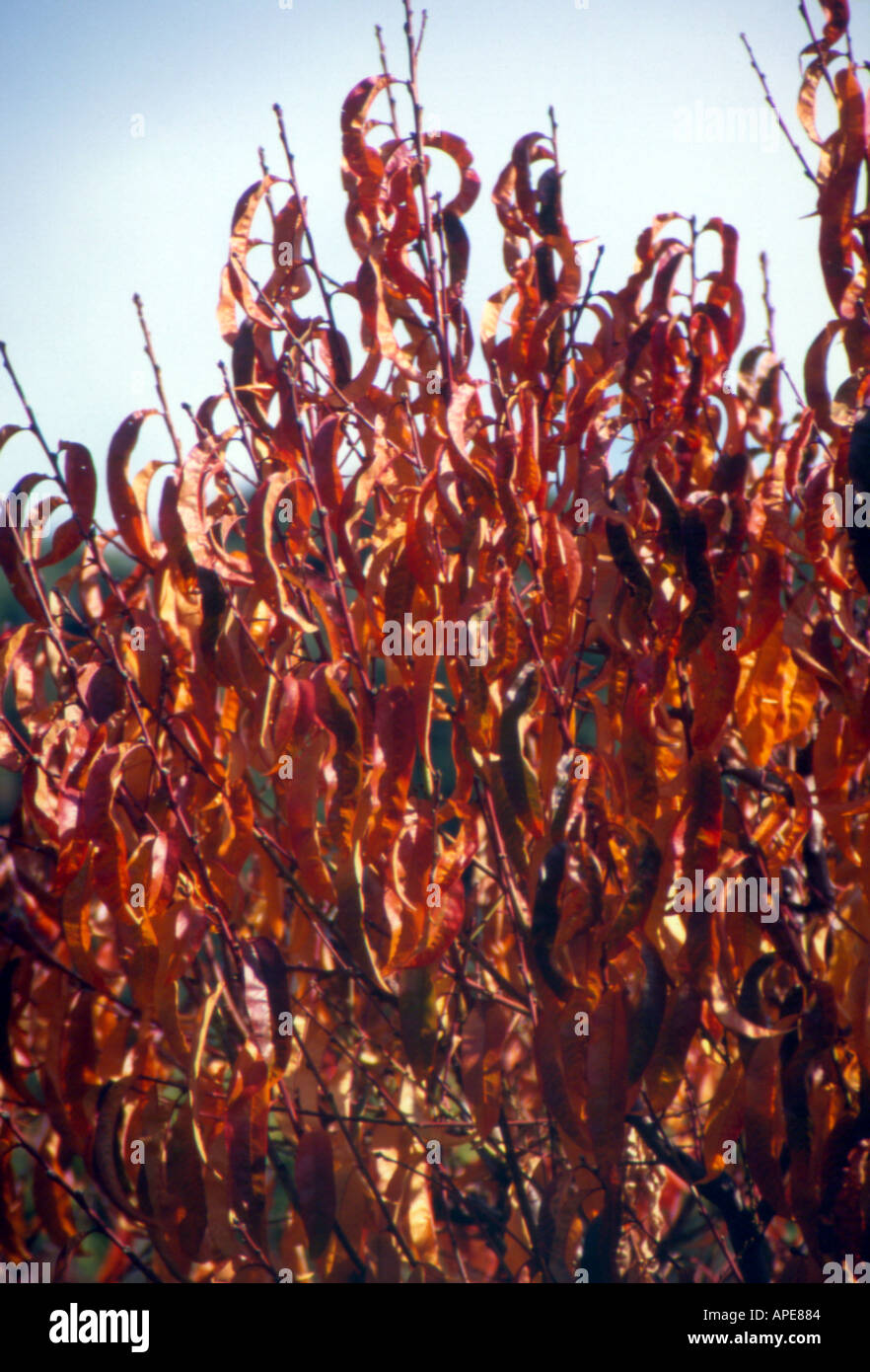 fall time countryside lebanon Stock Photo Alamy