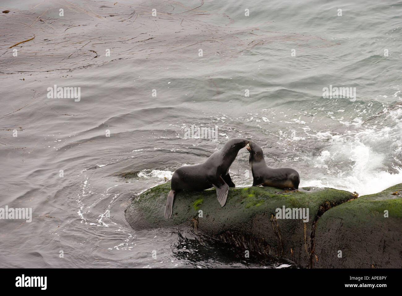 alaska pribilor islands st paul northern fur seal Callorhinus ursinus Stock Photo