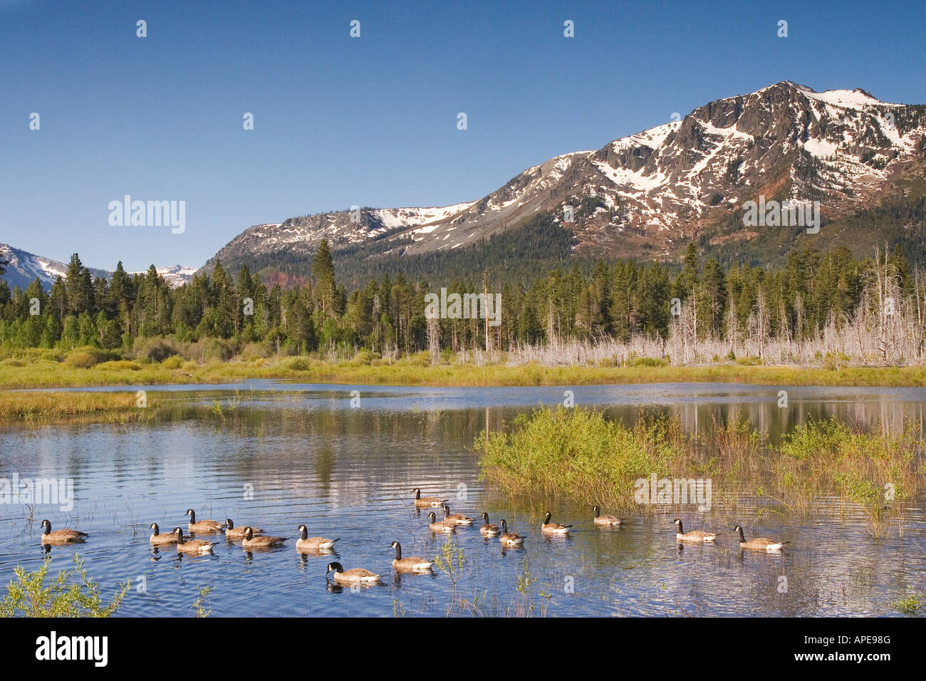 A flock of Canadian geese swimming in a pond in front of Mount Tallac near Lake Tahoe in California Stock Photo