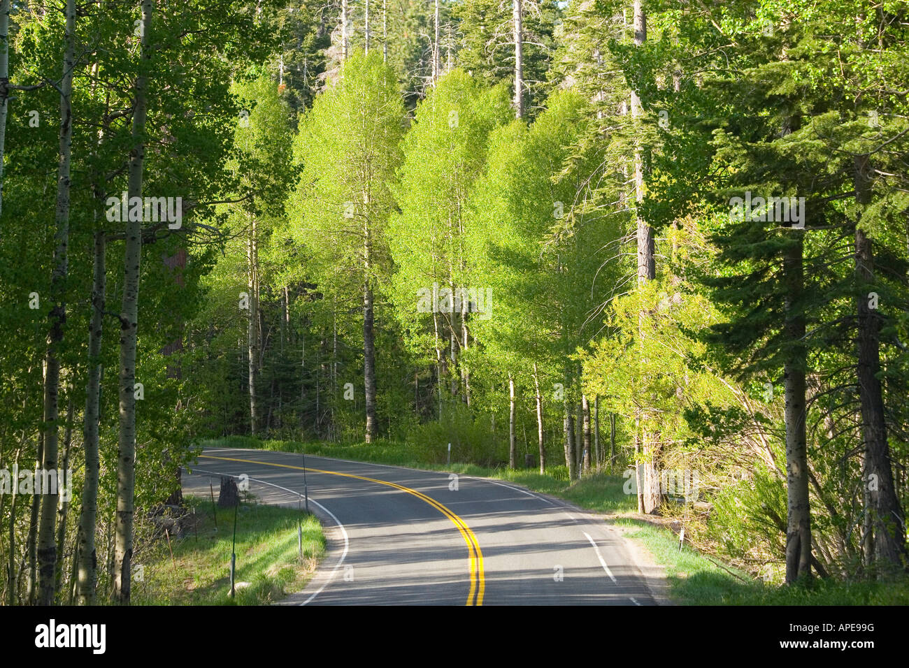 Aspens trees in the spring and a winding road near Lake Tahoe in California Stock Photo