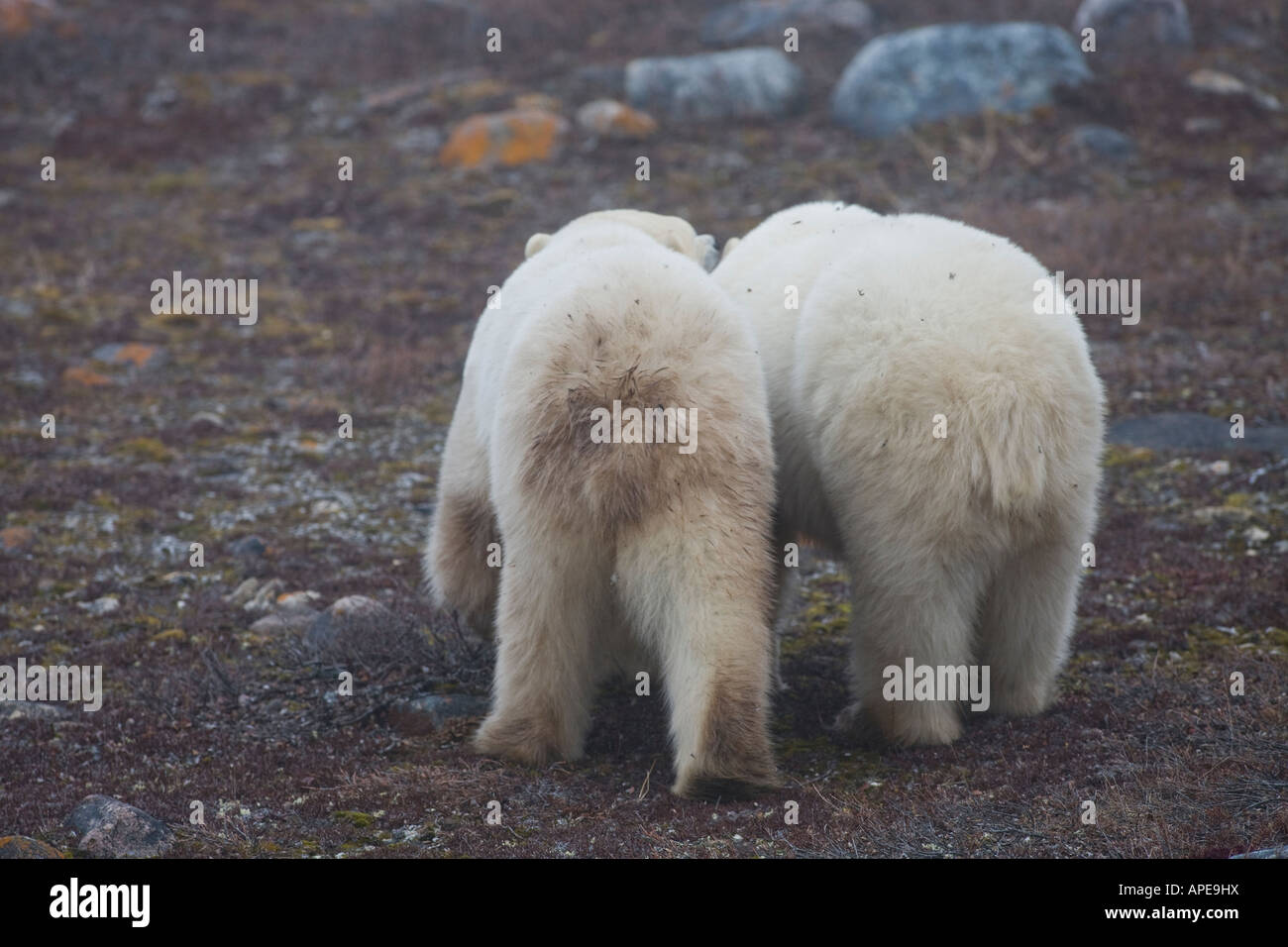 Two polar bears walk across thawed tundra. Stock Photo