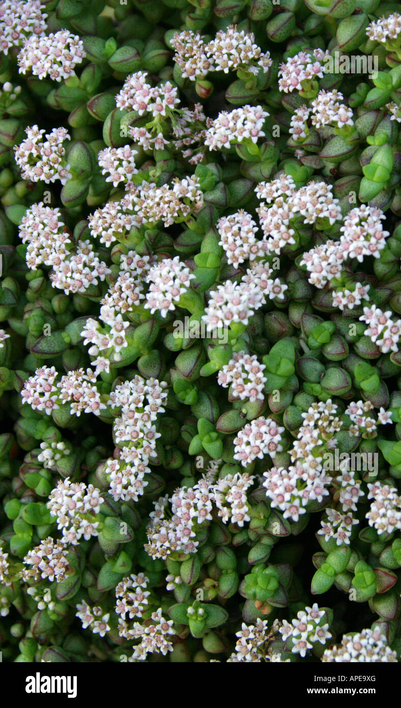 Crassula brevifolia Crassulaceae South Africa Succulent Stock Photo