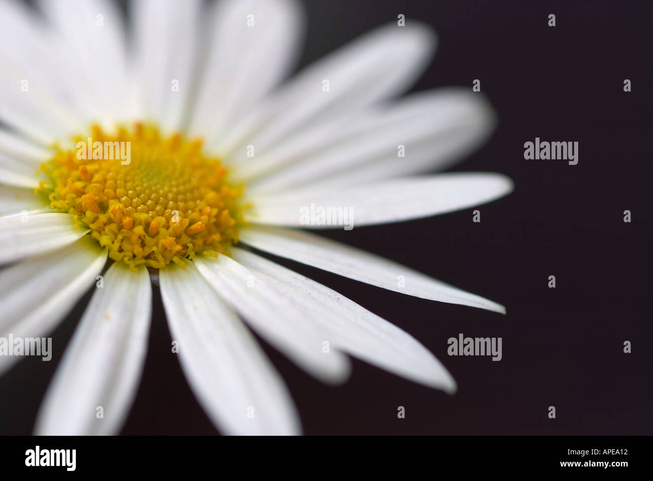 Close up of White Chrysanthemum Flower Stock Photo