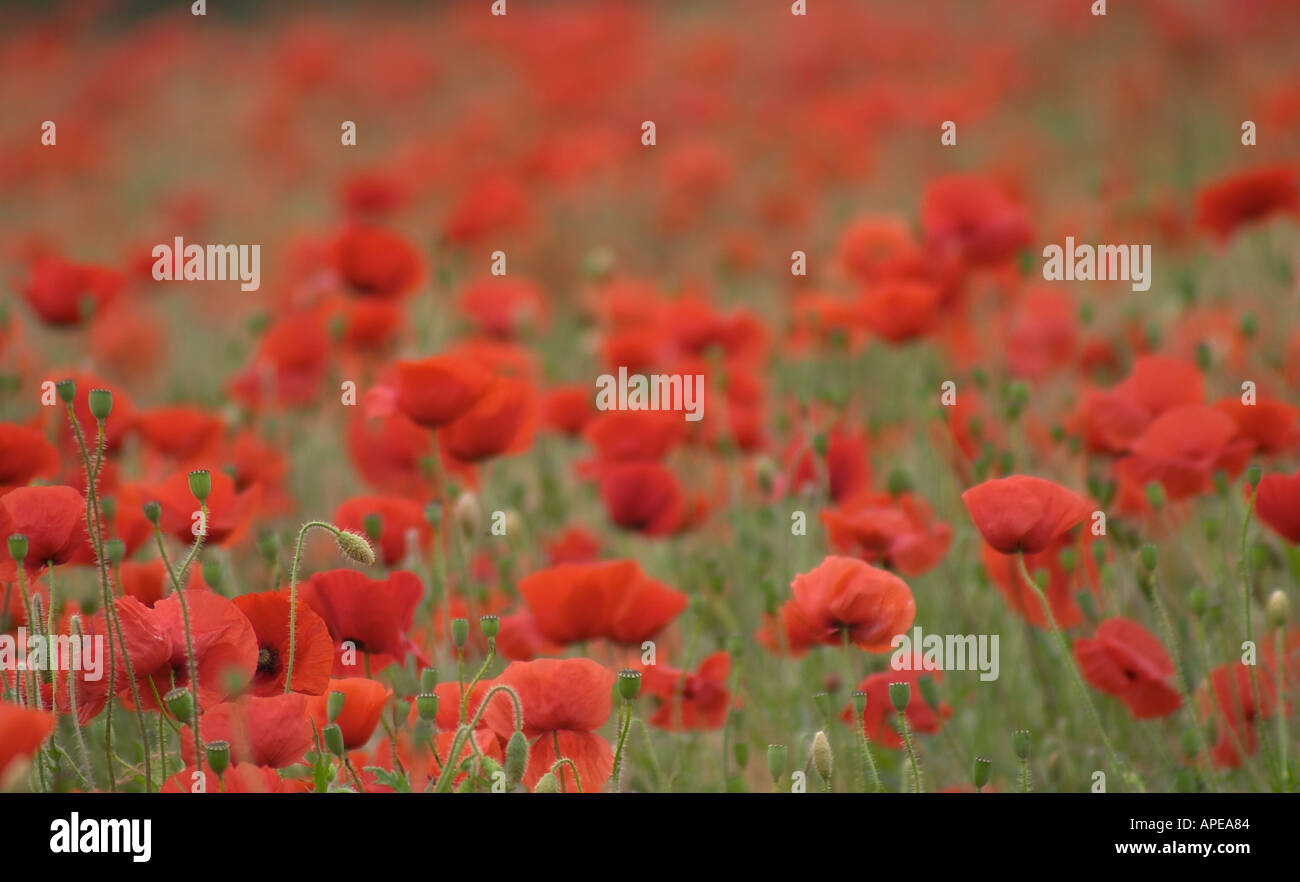 Poppies poppy flower fields hi-res stock photography and images - Alamy