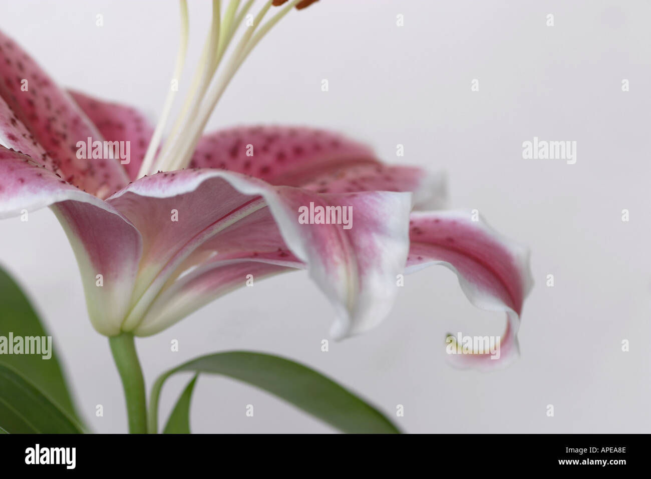 Stargazer Lily on white background Stock Photo - Alamy