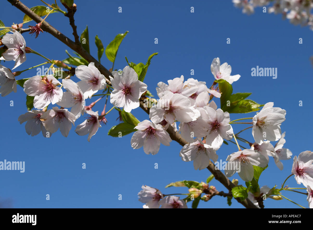 Prunus Yedoensis Yoshino Cherry Tree Blossom Stock Photo - Alamy