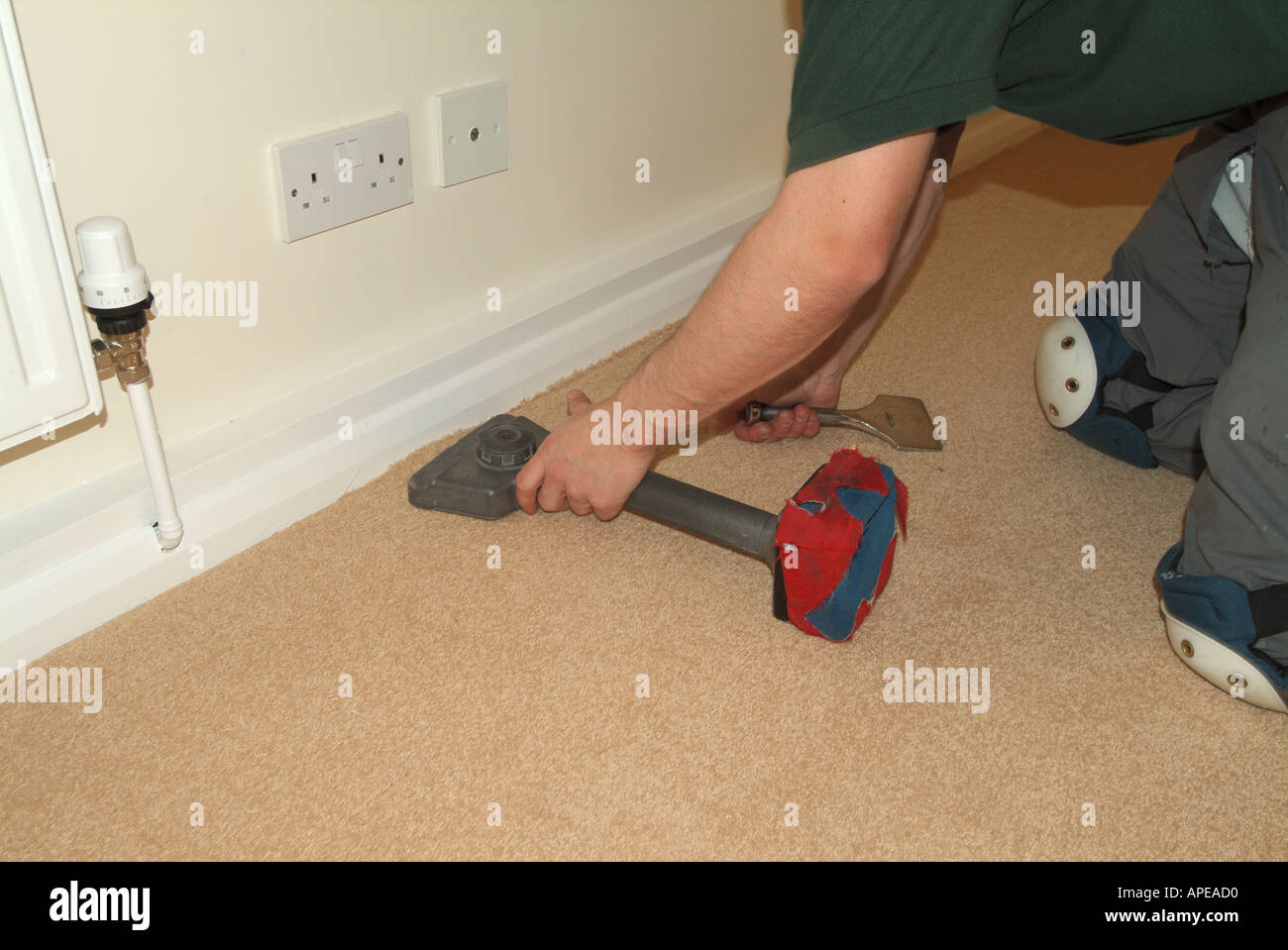 Carpet fitter at work trimming and pulling beige creamcarpet edges onto gripper strip to keep surface stretched taught Stock Photo