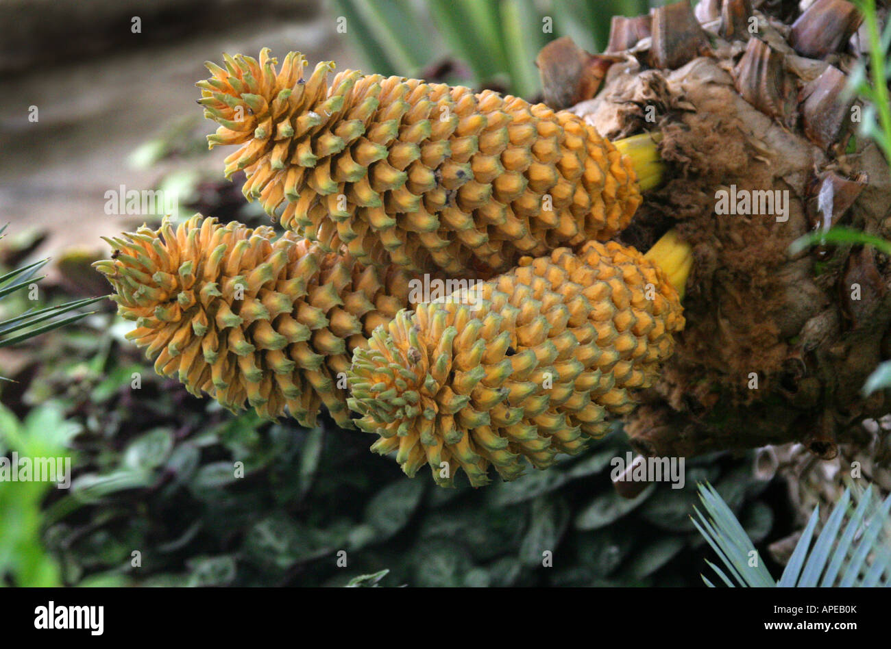 Eastern Cape Giant Cycad, Encephalartos altensteinii, Zamiaceae. A Rare Primitive Plant from South Africa Stock Photo