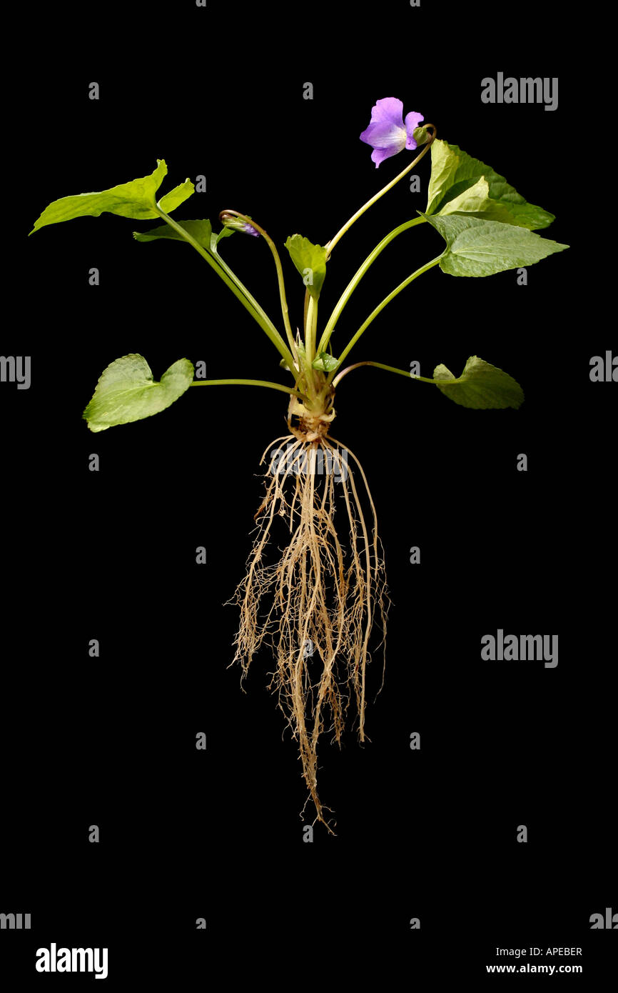 Entire violet plant, including roots, stem, leaves, and flower Stock Photo