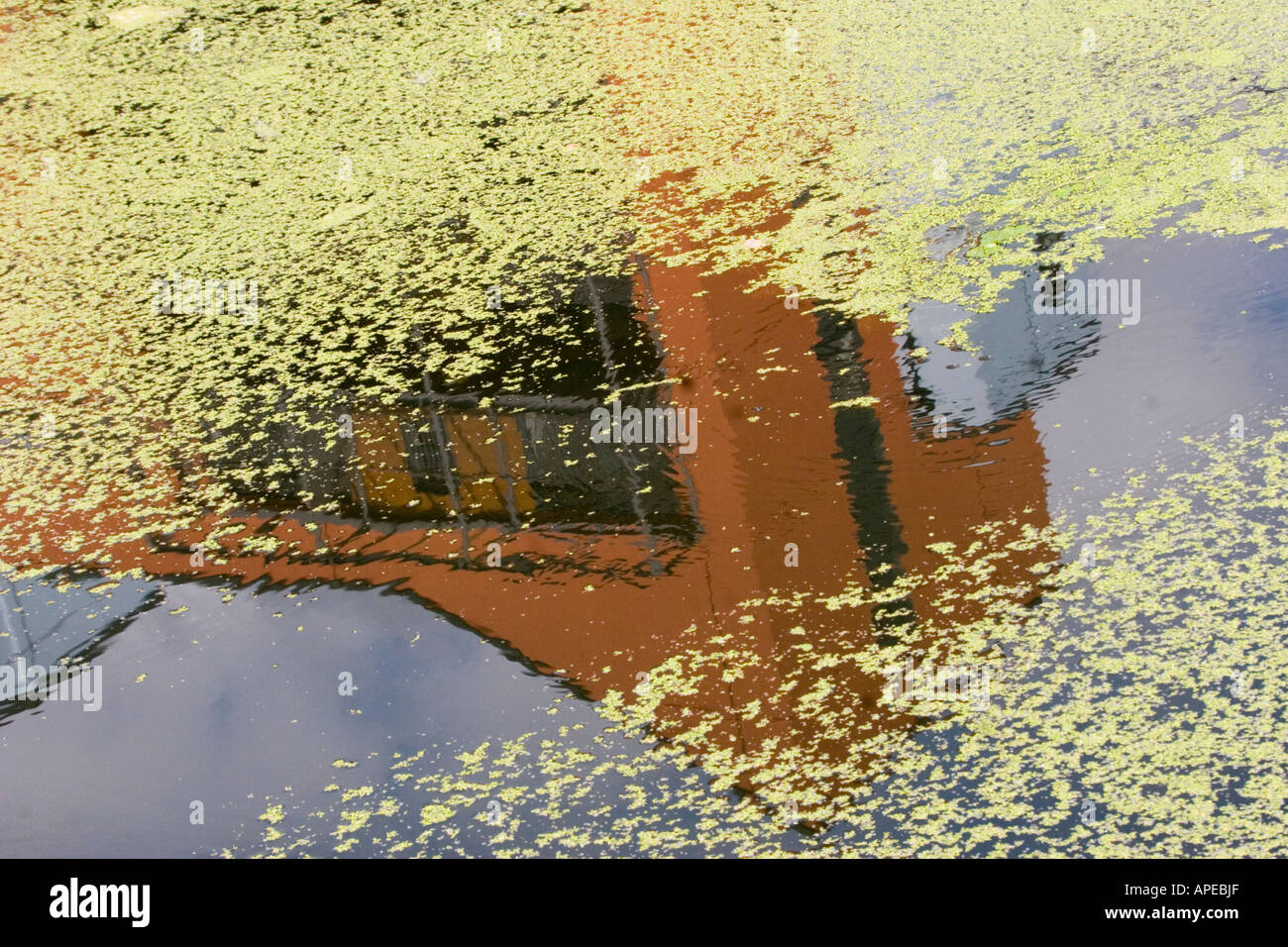 Reflection in water with duck weed surrounding Stock Photo