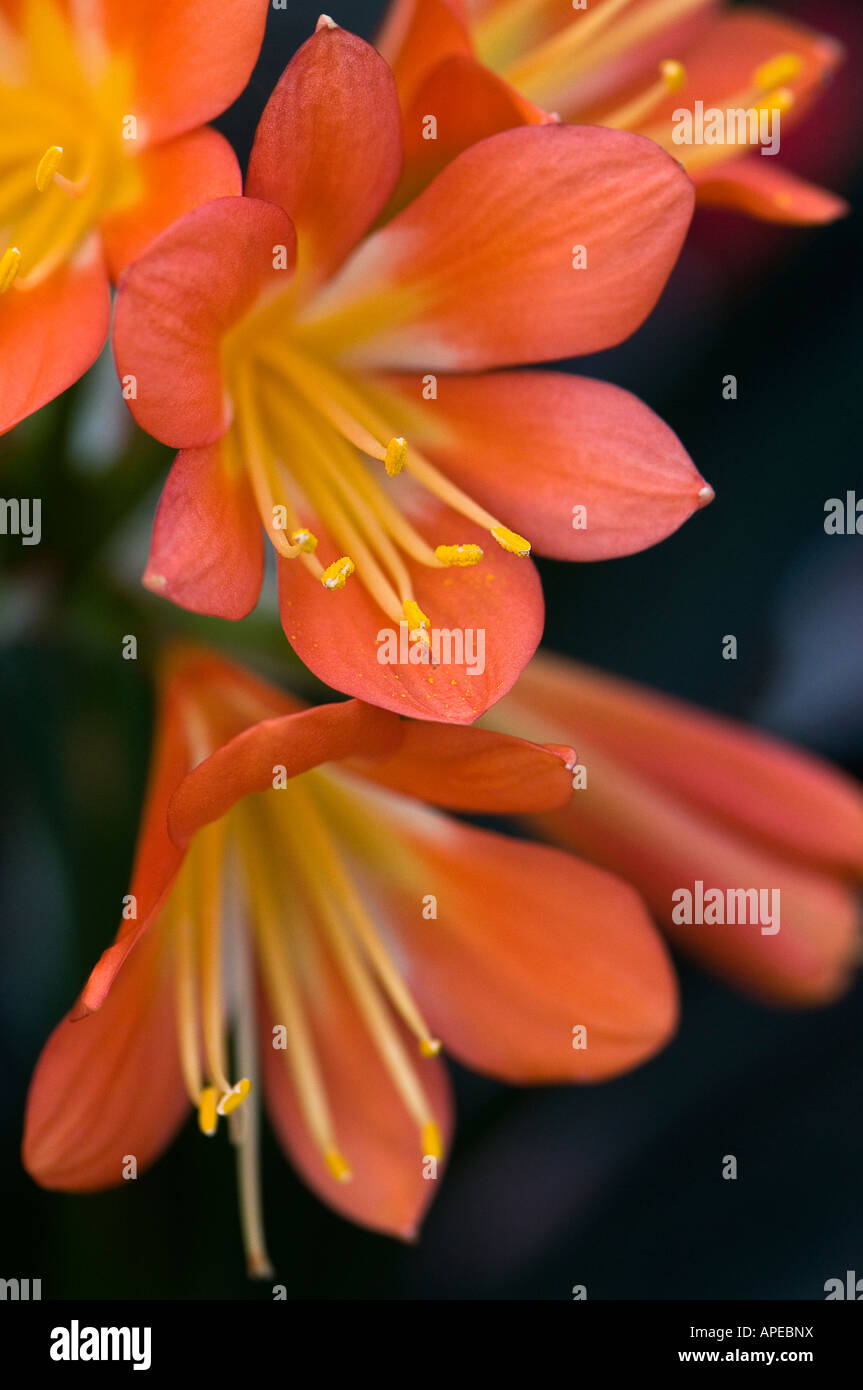 Clivia or Kafir Lily in orange Stock Photo