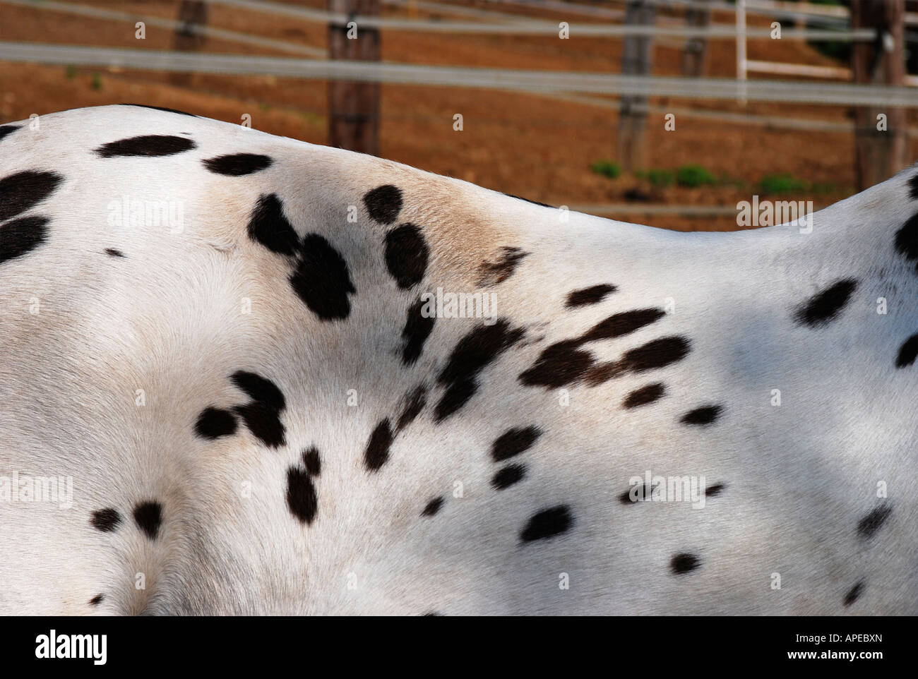 horse flecked with spots Stock Photo