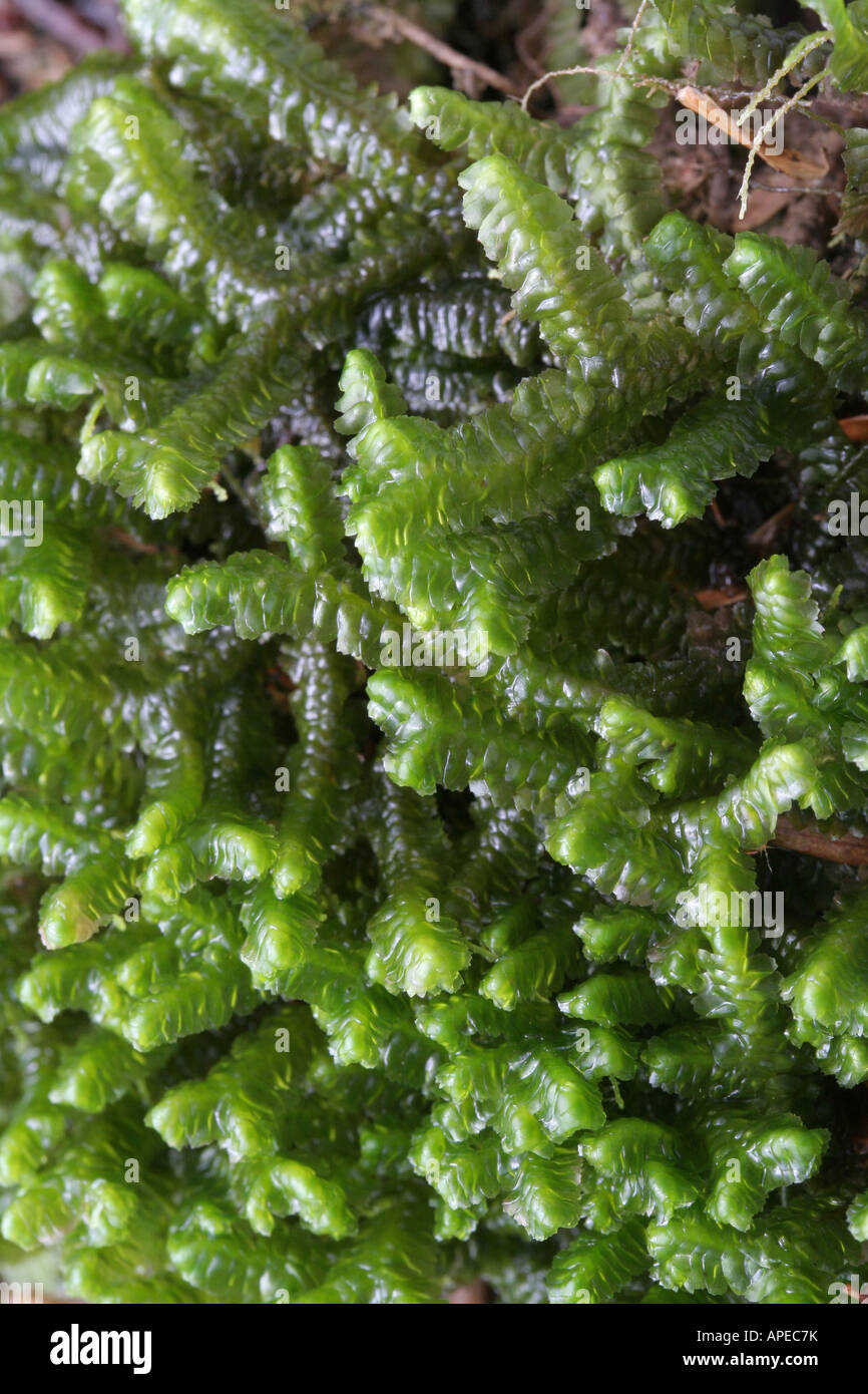 Leafy liverwort, Bazzania trilobata Stock Photo