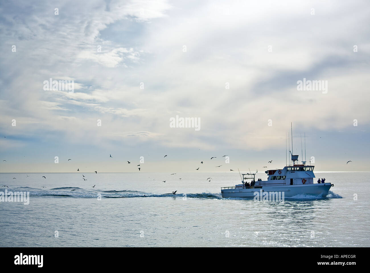 Seabirds following fishing boat Stock Photo Alamy