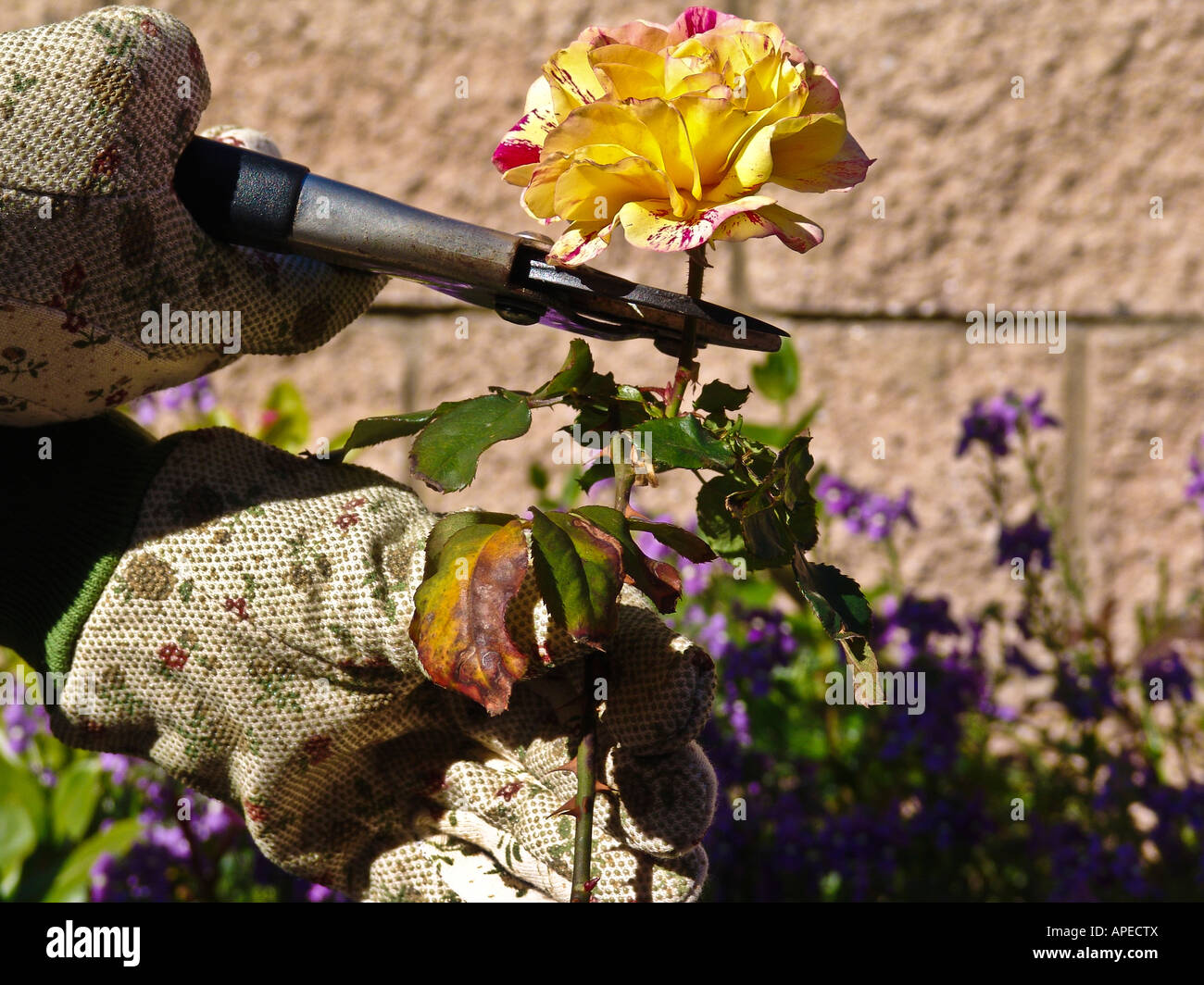 Rose being cut from garden Stock Photo - Alamy
