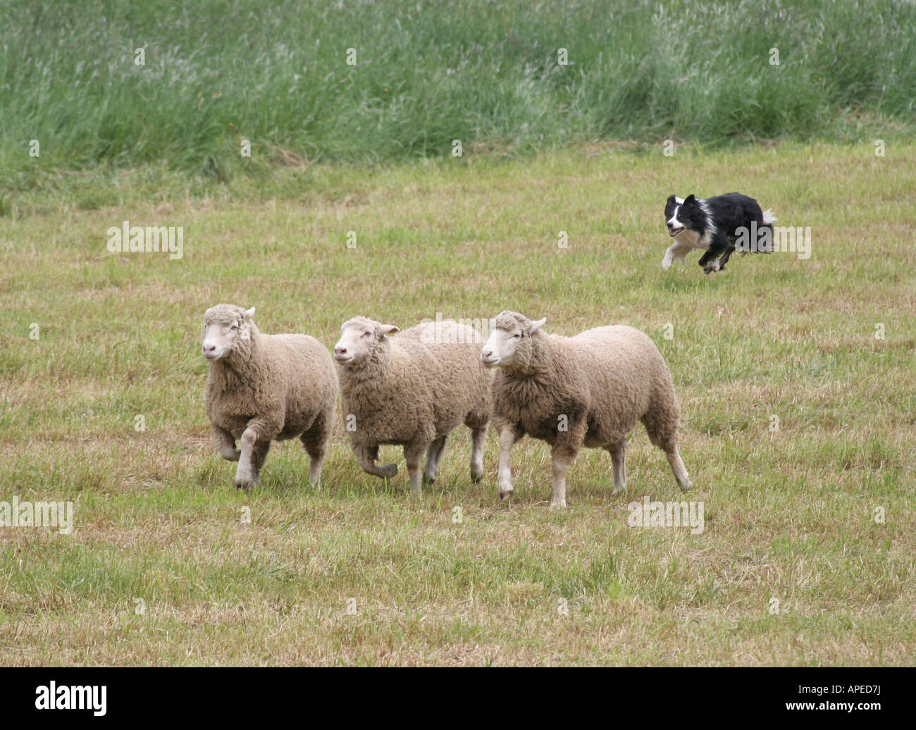 Border collie herding sheep Stock Photo
