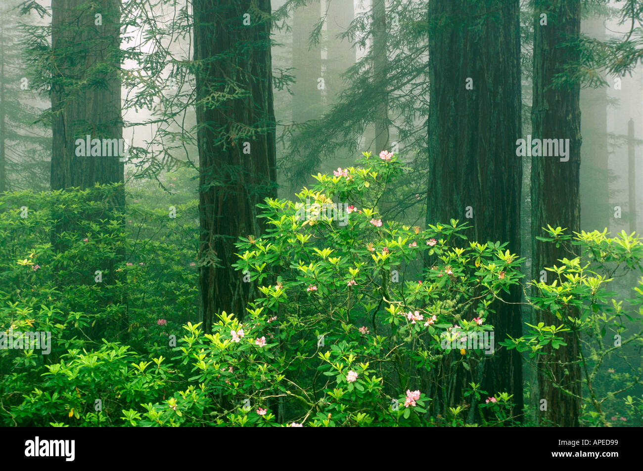 Redwood Tree Rhododendron pink flower bloom mist fog Redwood National Park Del Norte County Northern California Coast Stock Photo