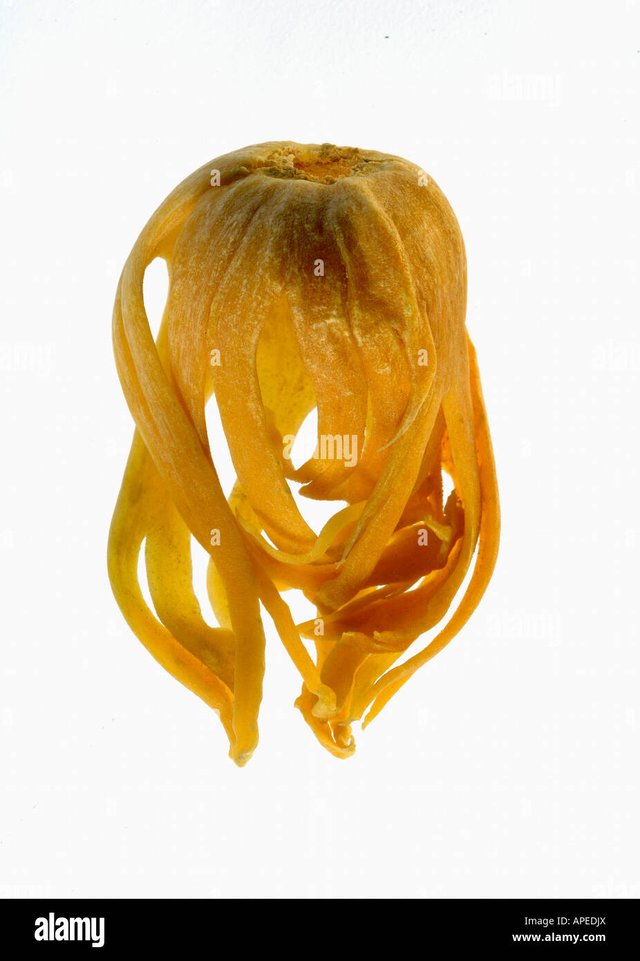 Seed of Nut meg with mace ; Hindi Jaiphal and Javitri; Botanical name