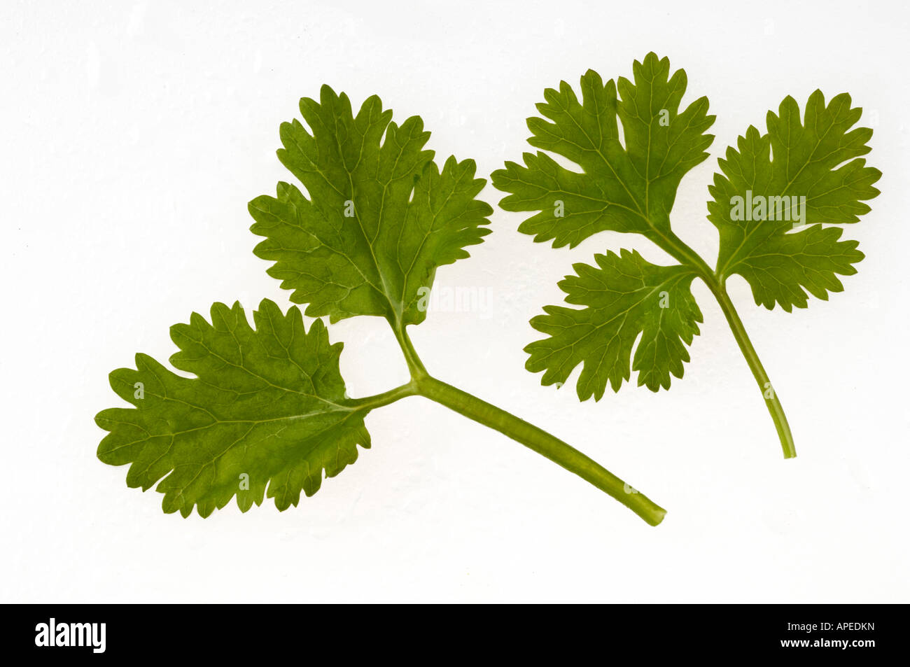 Coriander leaves Dhaniya Botanical name Coriandnum Sativum family