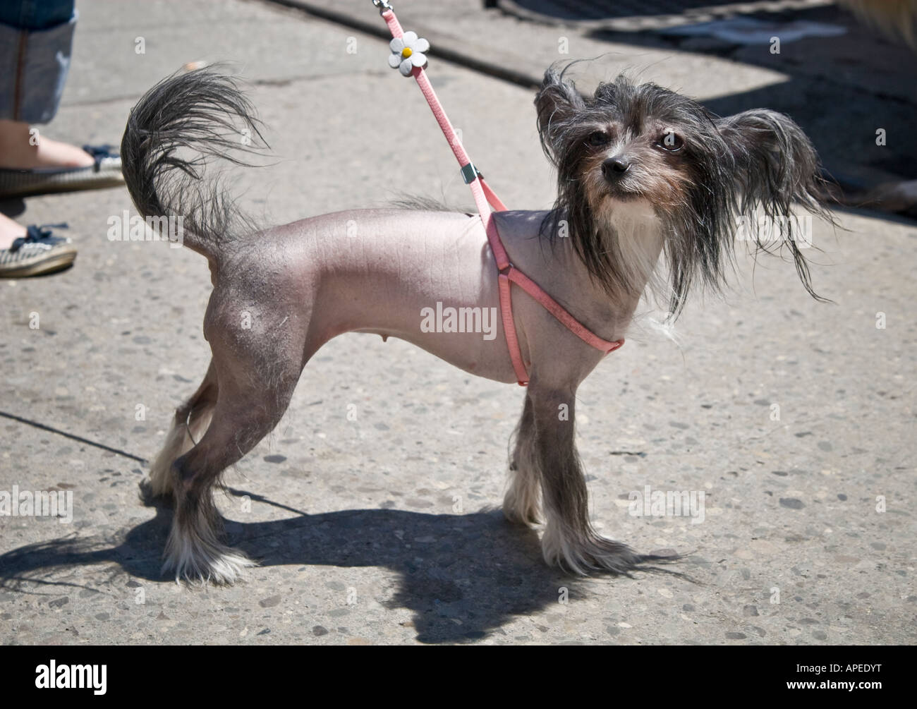 Chinese Crested Hairless dog Stock Photo
