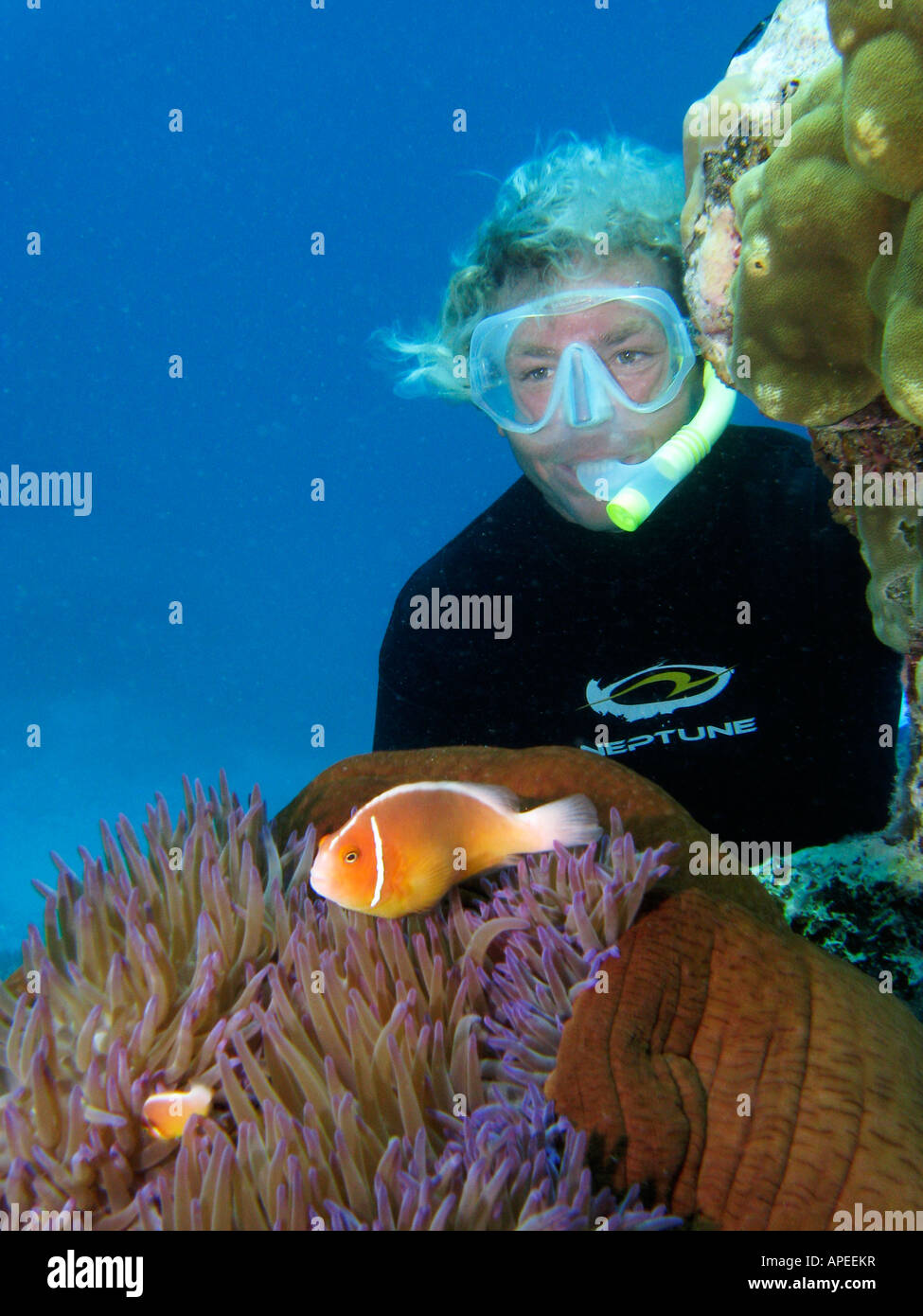 Free Diver and Pink Anemonefish Amphiprion perideraion in Anemone Agincourt Reef Great Barrier Reef North Queensland Australia Stock Photo