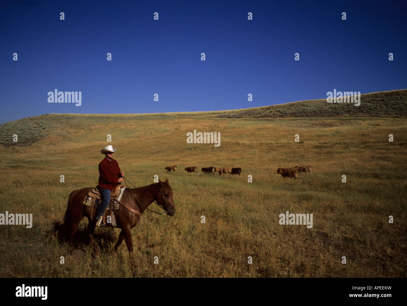Farmers with cowboy hats hi-res stock photography and images - Alamy